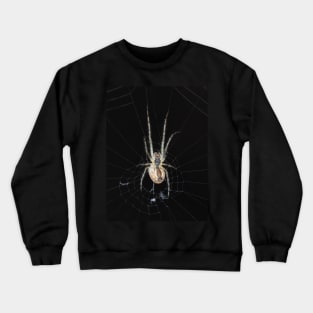 Spider identified as Araneus diadematus Crewneck Sweatshirt